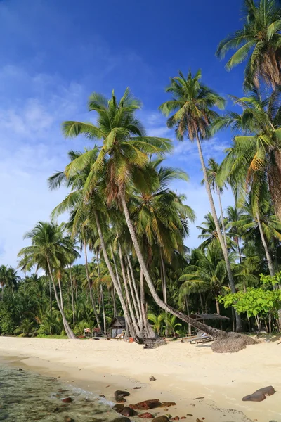 Tropikalnej plaży z drzewa kokosowego — Zdjęcie stockowe