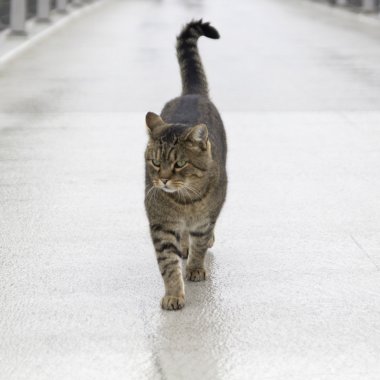 Sana doğru yürüyen kedi