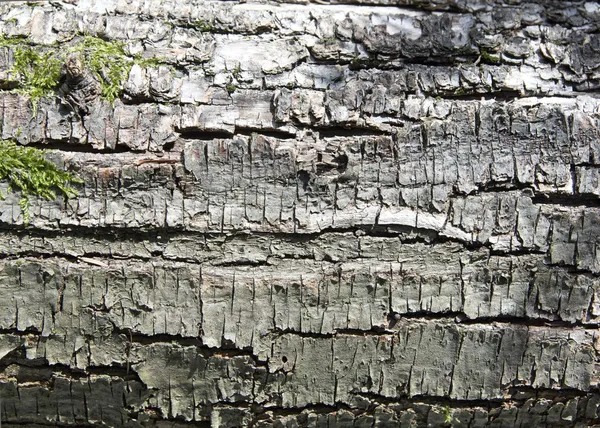 Corteccia di betulla — Foto Stock