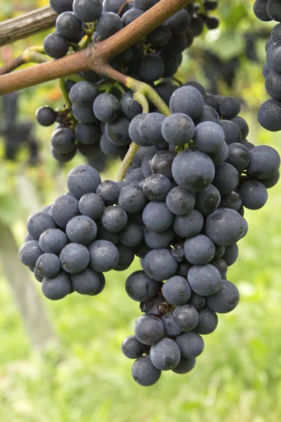 Blue grapes — Stock Photo, Image