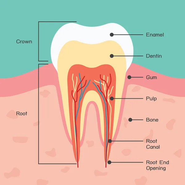Анатомия зубов — стоковый вектор