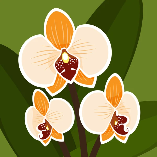 Fiore vettoriale. Orchidea nel colore arancione . — Vettoriale Stock