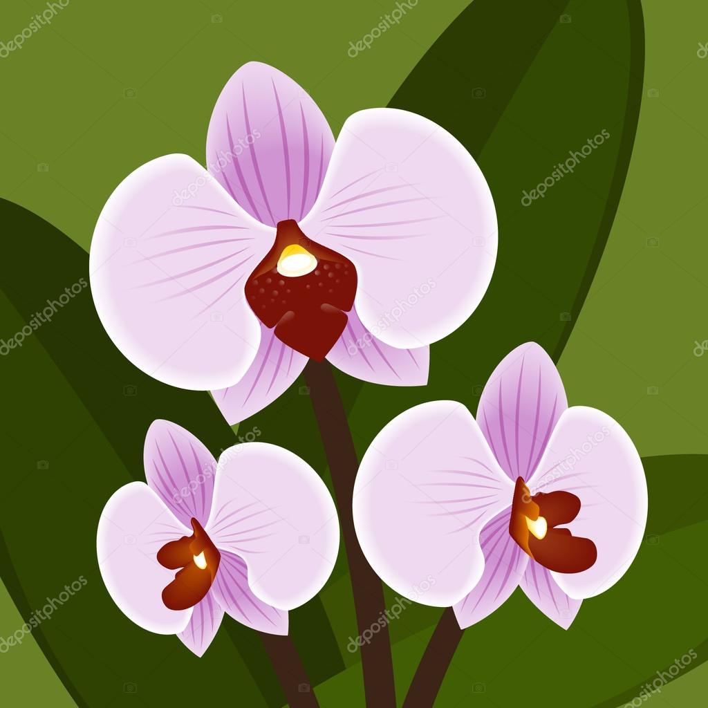 Vector Flower. Orchid in lilac color