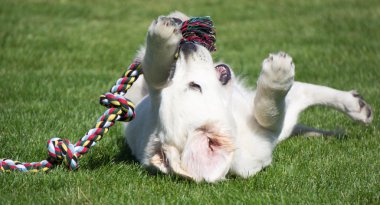 iskambil Tug ip ile golden retriever yavru
