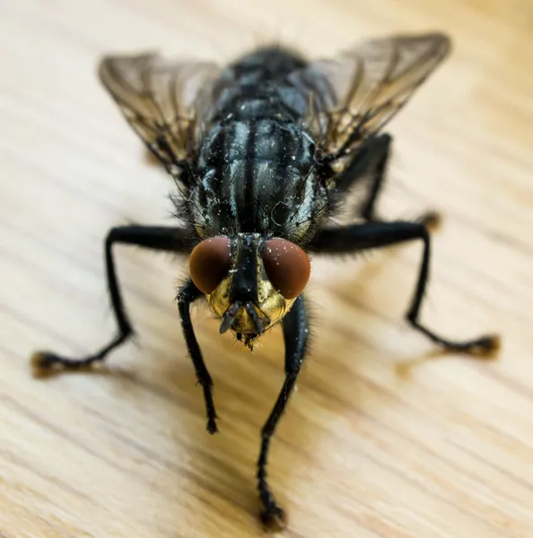 Mosca comum da casa — Fotografia de Stock