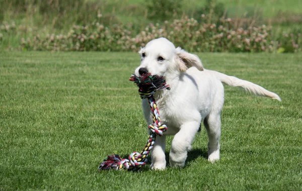 Tug ip ile çalışan golden retriever yavru — Stok fotoğraf