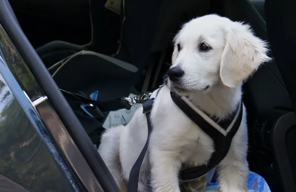 Золотой ретривер щенок в машине — стоковое фото