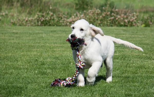 Золотой ретривер щенок бежит с канатом Стоковое Фото