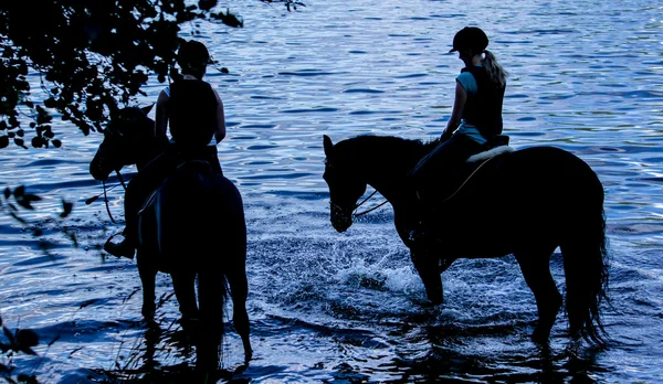 Paarden silhouet Rechtenvrije Stockfoto's