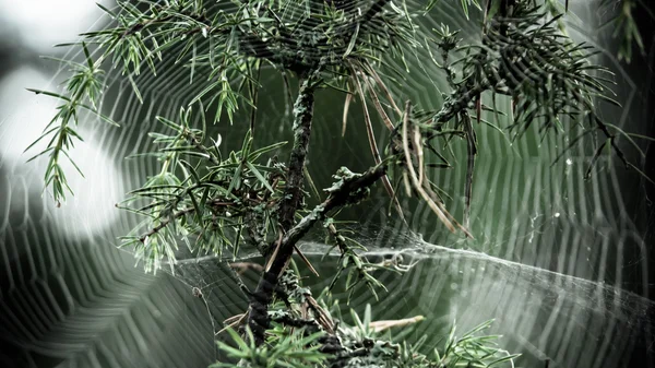 Spiderweb — Stock Photo, Image