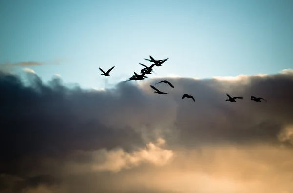 Зграя літаючих гусей силует — стокове фото