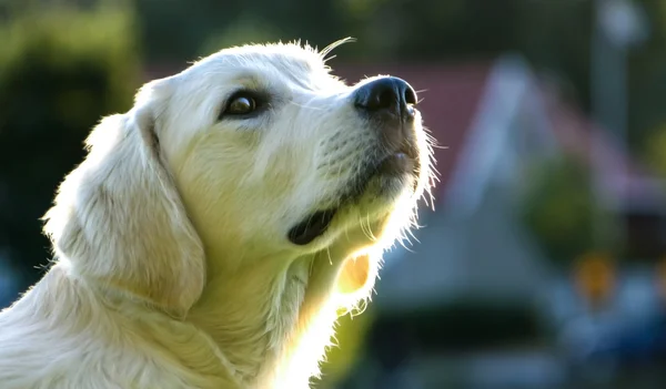 Κουτάβι πορτρέτο του χρυσόs retriever — Φωτογραφία Αρχείου