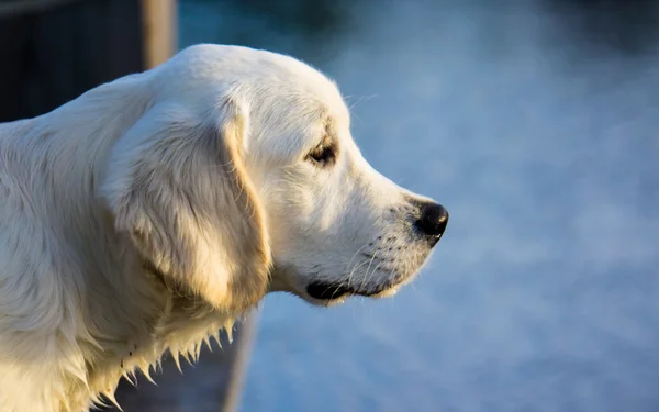 Golden retriever olhando sobre uma lagoa — Fotografia de Stock