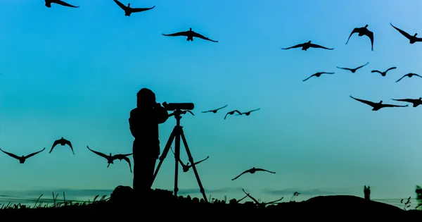 Vogelbeobachter-Silhouette — Stockfoto