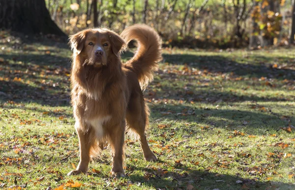 Nova scotia duck tolling retriever — Stock Photo, Image