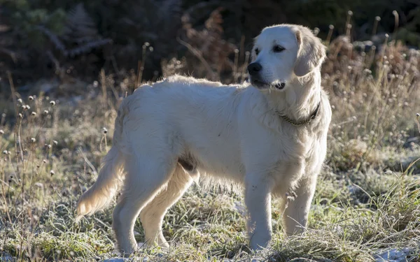 Golden Retriever — Stock Photo, Image