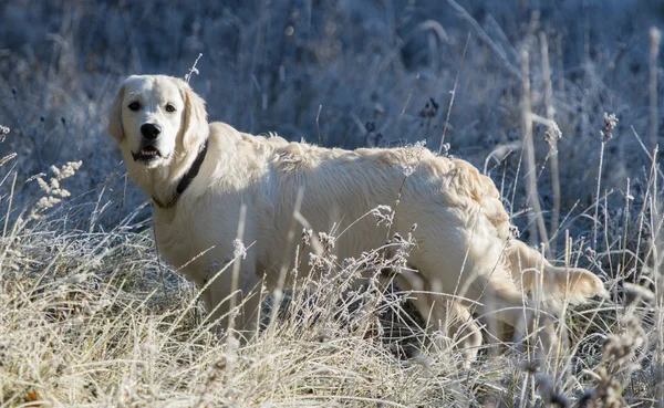 Χρυσόs retriever — Φωτογραφία Αρχείου