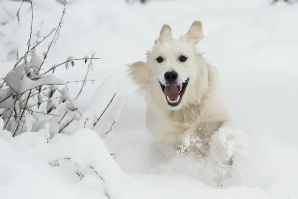 Golden retriever derin karda