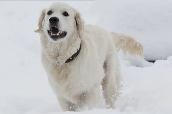 Golden Retriever in deep snow — Stock Photo, Image