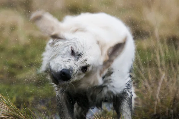 Golden retriever su sallayarak