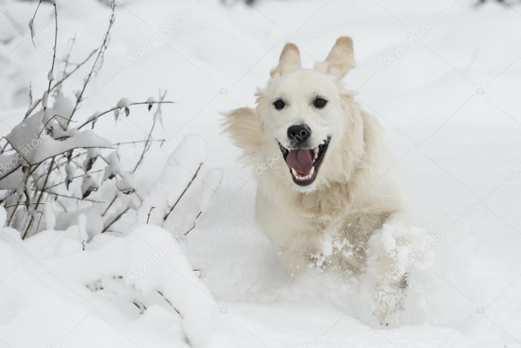 Golden Retriever in deep snow — Stock Photo © alvenmod 16246221