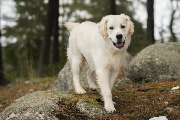 Golden Retriever — Stok fotoğraf