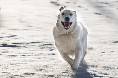 Golden retriever karda