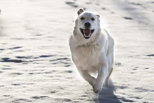 Golden Retriever in snow — Stock Photo, Image