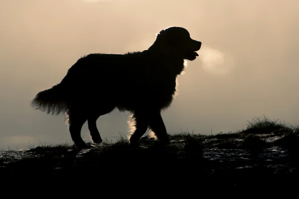 Σιλουέτα του χρυσόs retriever — Φωτογραφία Αρχείου