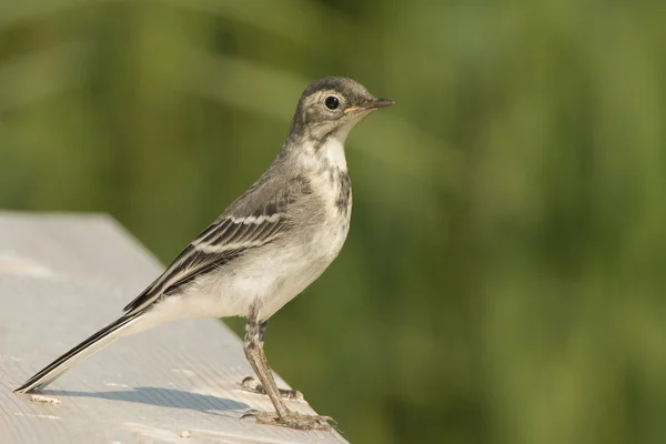 Ung Sädesärla — Stockfoto