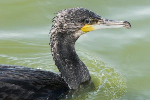 Kormoran — Stockfoto