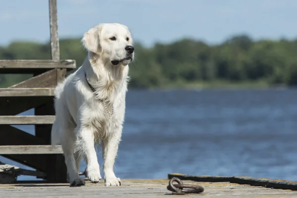 Perro perdiguero de oro —  Fotos de Stock