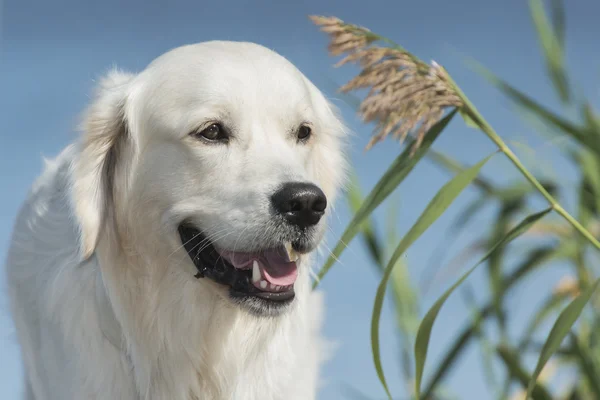 Perro perdiguero de oro — Foto de Stock