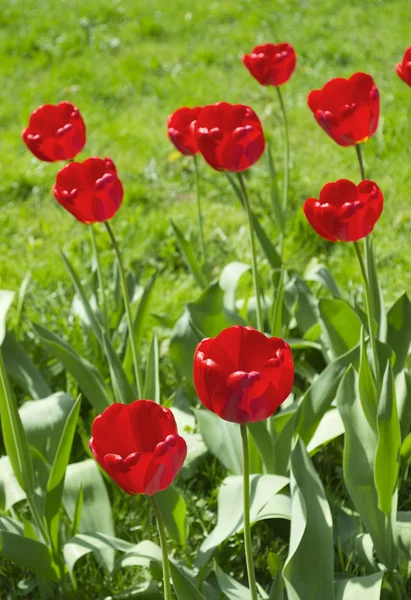 Tulipes rouges — Photo