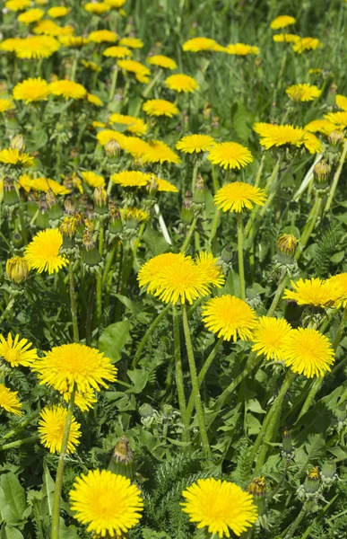 Dandelion field — Stock Photo, Image