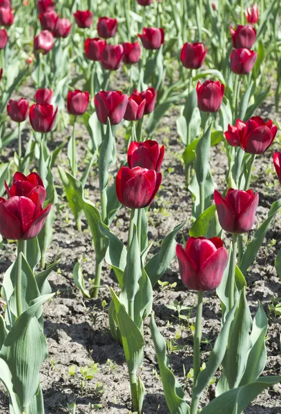 Czerwone tulipany — Zdjęcie stockowe