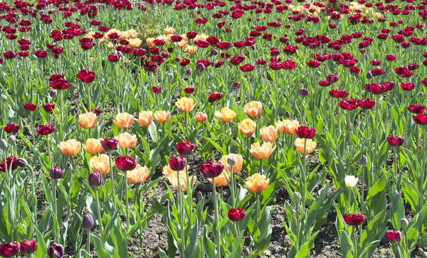 Tulipes orange et bordeaux — Photo