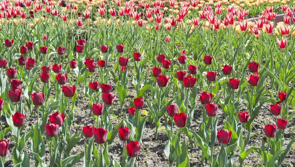 Tulpen — Stockfoto