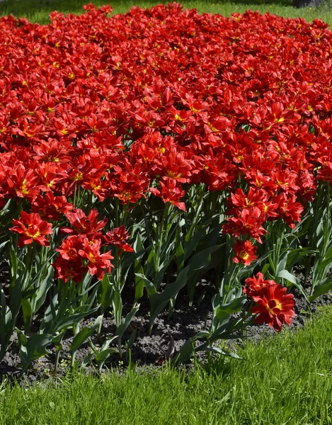 Czerwone tulipany — Zdjęcie stockowe