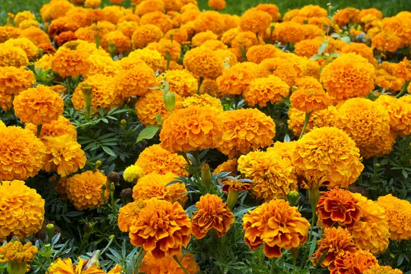 Narancssárga marigolds virágágyásba Stock Fotó