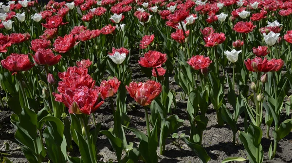 Białe i różowe tulipany — Zdjęcie stockowe