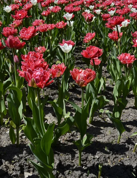 Tulipani bianchi e rosa — Foto Stock