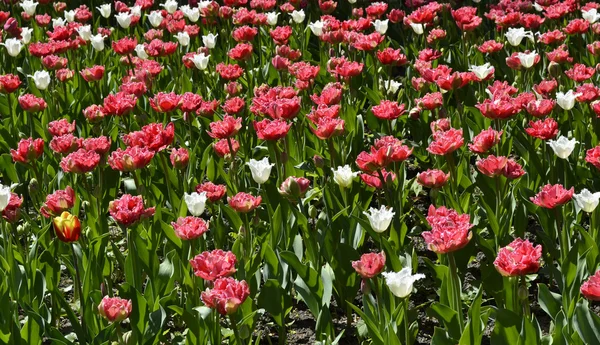 Tulipanes blancos y rosados — Foto de Stock