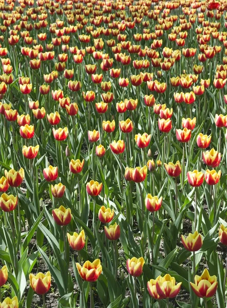 Jaune avec des tulipes rouges — Photo