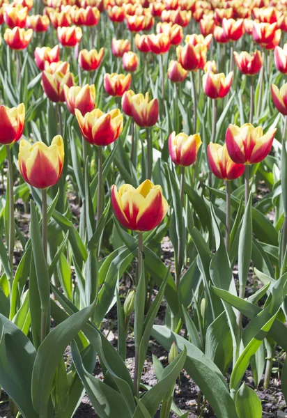 Žlutá s červeným tulipány — Stock fotografie