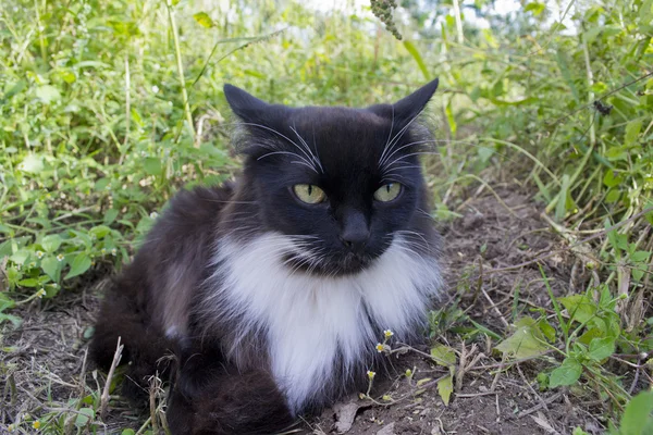 Katt i ett gräs — Stockfoto