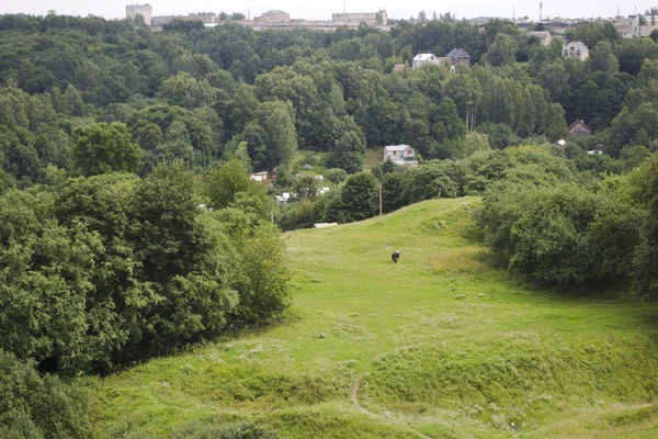 Smolensk, Rusya yeşil çayır — Stok fotoğraf