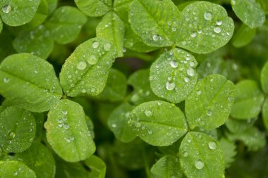 Yonca çiğ (yonca ile)