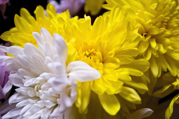 菊の花 — ストック写真