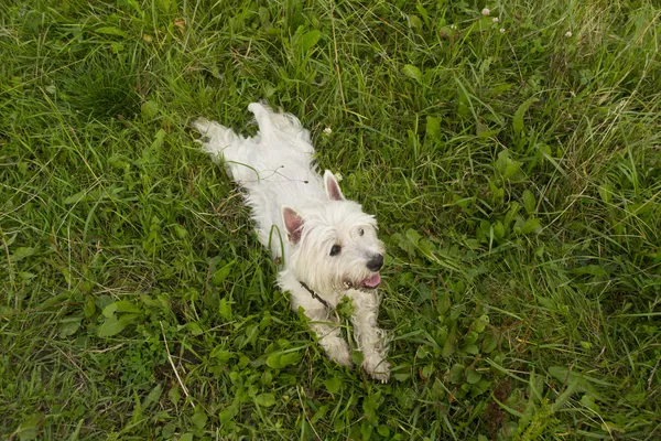 West Highland terrier branco — Fotografia de Stock